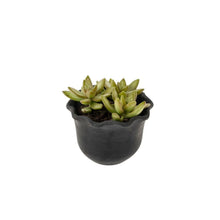 Load image into Gallery viewer, Pie Crust Pot