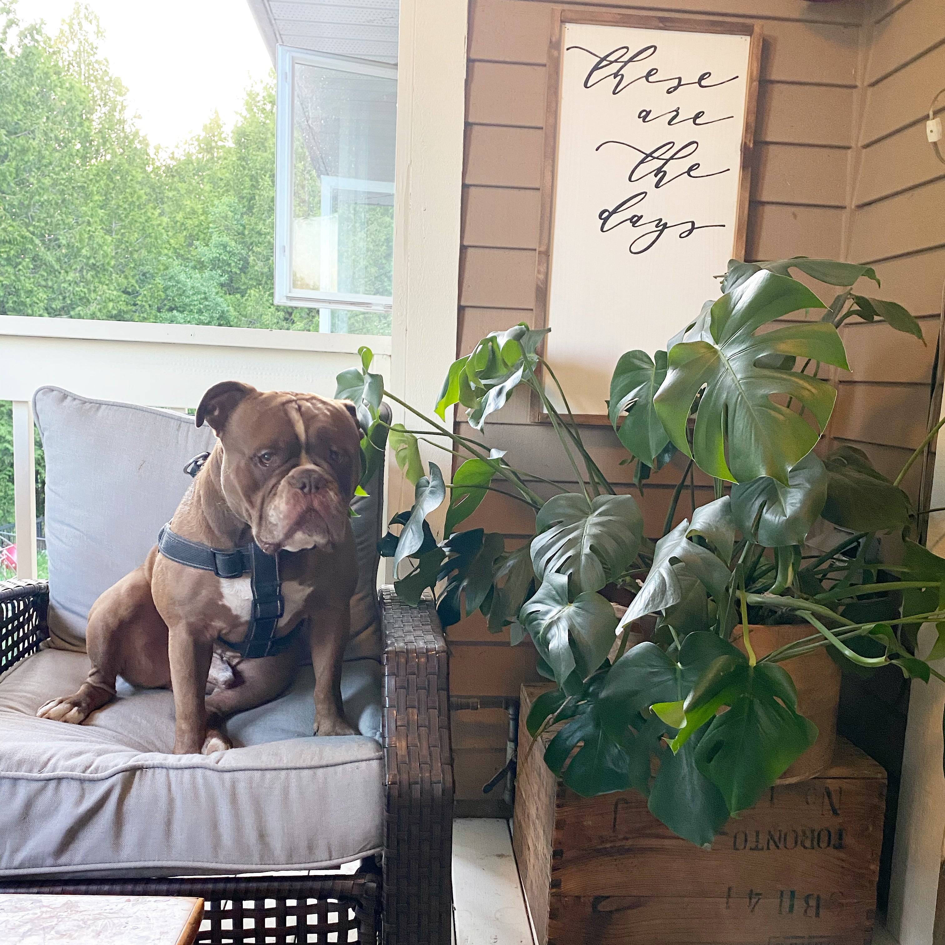 These Are the Days Wood Sign Words On WoodWhitby