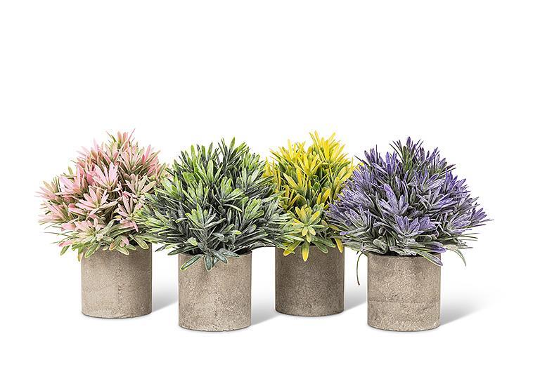 Cone Shaped Plants in Pots